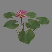 MT PM V39 Nymphaea Violet 01 05