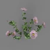 MT PM V91 Anemone cathayensis 01 02