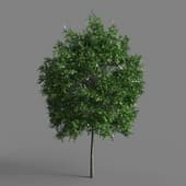 Small-leaved Lime Tilia cordata