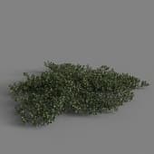 MT PM V80 Arctostaphylos uva ursi 01 06