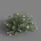 MT PM V60 Convolvulus cneorum 01 01