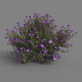 MT PM V72 Tibouchina semidecandra 01 05