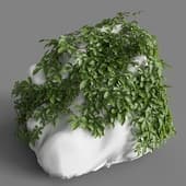 MT PM V82 Tetrastigma umbellatum 01 03