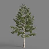 italian loblolly pine