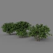 Bush 1