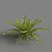 MT PM V82 Matteuccia struthiopteris 01 06