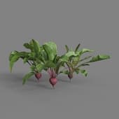 MT PM V38 Beets 01 03