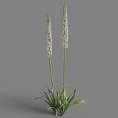 Eremurus himalaicus 05
