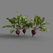MT PM V38 Beets 01 06