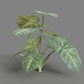 MT PM V4 Syngonium podophyllum 02
