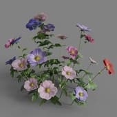 MT PM V91 Anemone cathayensis 01 06