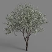 sakura garden tree