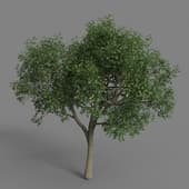 polyget Oak Tree 10 M
