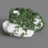 MT PM V82 Tetrastigma umbellatum 01 01