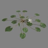 MT PM V39 Nymphaea PurpleWhite 01 04