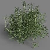 Salvia rosmarinus 01 05