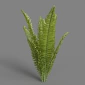 MT PM V82 Matteuccia struthiopteris 01 04