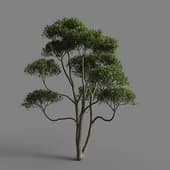 MT PM V77 Phillyrea angustifolia 01 02