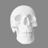 skull