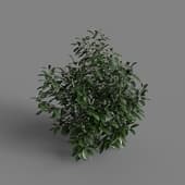 MT PM V85 Prunus laurocerasus 01 01