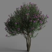 Nerium Oleander 01