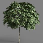 054 Sorbus
