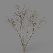 Malus Hybridus winter 03
