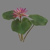 MT PM V39 Nymphaea Violet 01 06