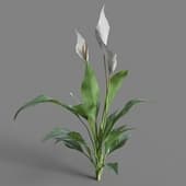 Spathiphyllum kochii 02