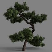 Juniperus communis 01 05