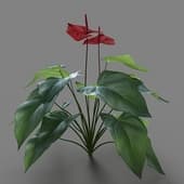Anthurium andraeanum 01