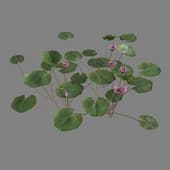 MT PM V39 Nymphaea Orchid 01 06
