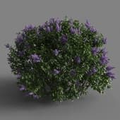 common lilac, a flowering bush
