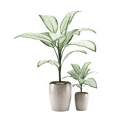 Dieffenbachia beige flowerpot