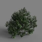 MT PM V85 Prunus laurocerasus 01 02