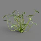 MT PM V82 Sagittaria sagittifolia 01 03