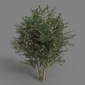 MT PM V55 Abelia grandiflora 01 03