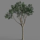 013 Eukalyptus