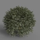 MT PM V58 Berberis julianae 01 05