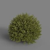 MT PM V85 Ligustrum vulgare 01 05
