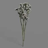 MT PM V53 Limonium sinense 01 03