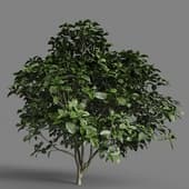 mt pm v58 aucuba japonica 01 02 — copy