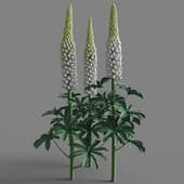 Lupinus 01