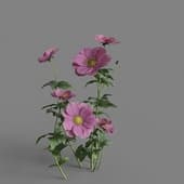 MT PM V91 Anemone cathayensis 01 01