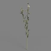 MT PM V53 Dendranthema morifolium 01 02
