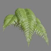 MT PM V82 Parathelypteris glanduligera 01 06