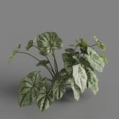 MT PM V86 Caladium bicolor 01 03