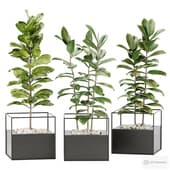 Ficus set with Ersa FRAME