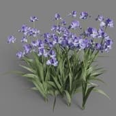 Iris tectorum 05