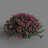 MT PM V86 Camellia japonica 01 06